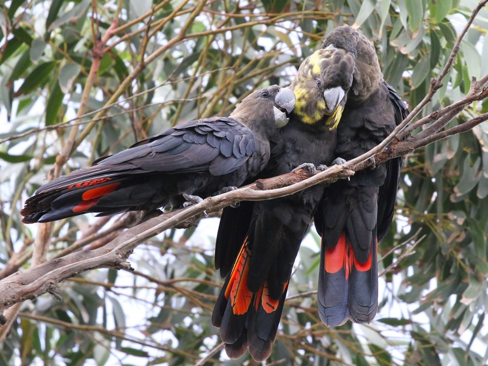 Glossy Black Cockatoos